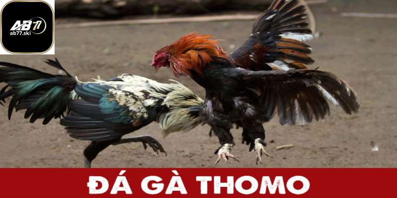 Giới thiệu về trò chơi đá gà Thomo tại ab77